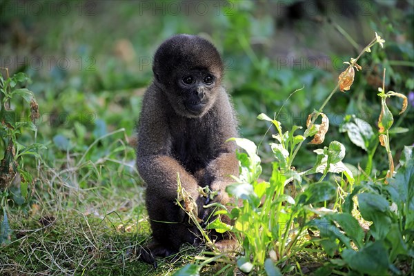 Brown wool monkey (Lagothrix lagotricha cana)