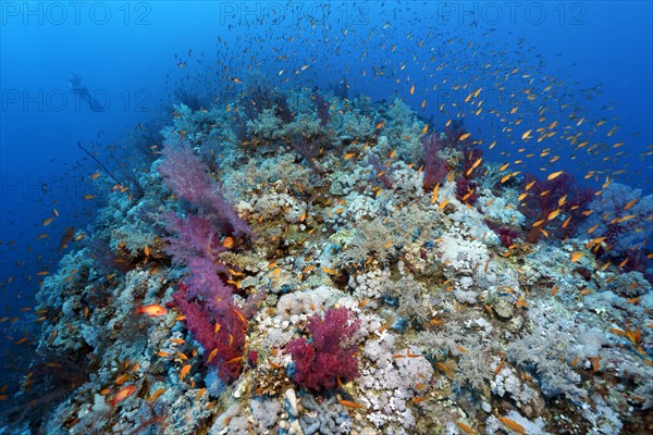 Swarm of Anthias (Anthiinae)