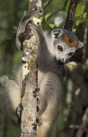 Crowned lemur (Eulemur coronatus) climbs on tree