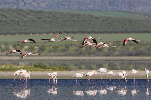 Greater Flamingos (Phoenicopterus roseus)