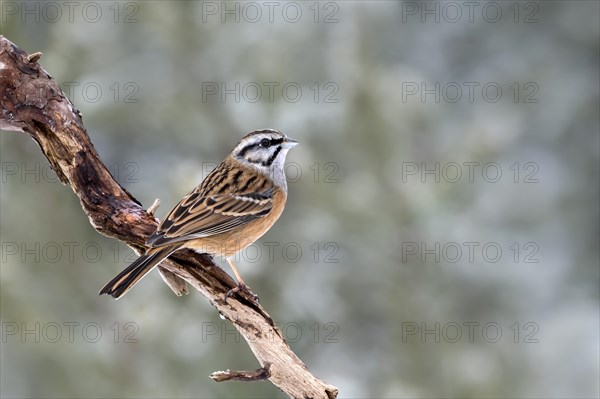 Rock Bunting (Emberiza cia) sits on a branch