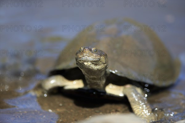 Serrated hinged terrapin (Pelusios sinuatus)