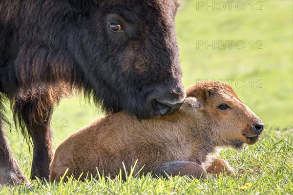 Female American bison (Bison bison) grooming a calf