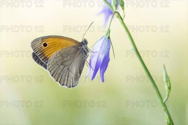 Ochsenauge Maniola jurtina) on Spreading Bellflower (Campanula patula)