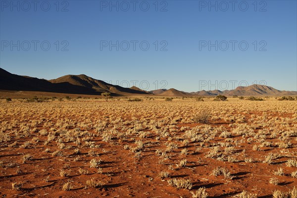 Desert Landscape