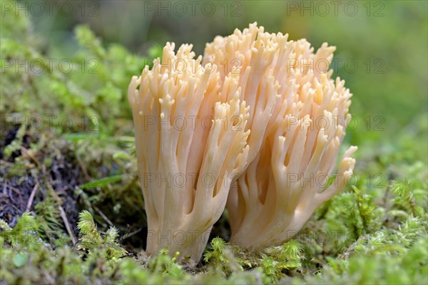 Ramaria mairei (Ramaria mairei)