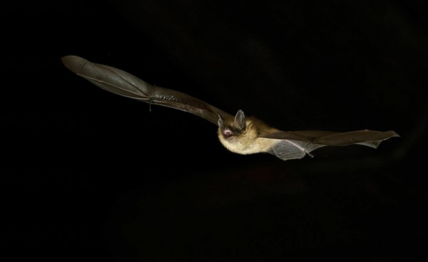 Geoffroy's bat (Myotis emarginatus) in flight at night
