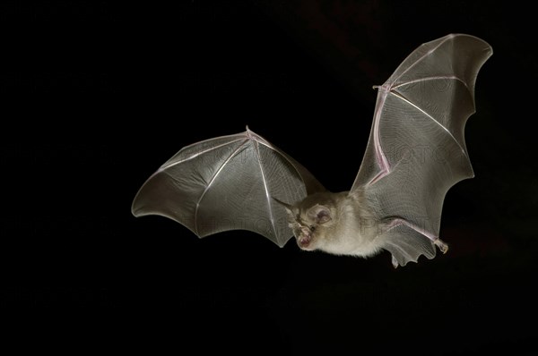 Greater horseshoe bat (Rhinolophus ferrumequinum) in flight at night