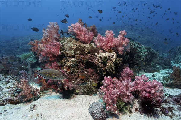 Coral Reef with Orange-spotted trevallys (Caranx bajad)