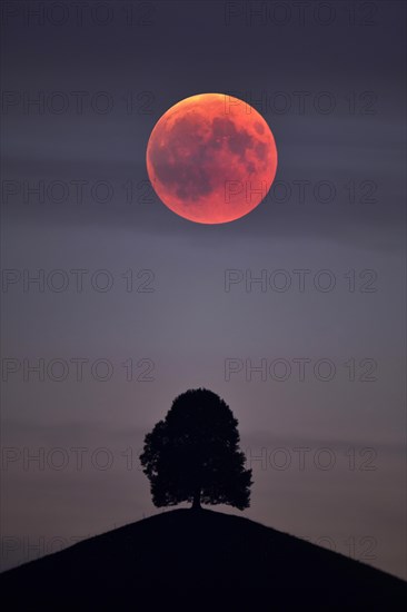 Bloodmoon