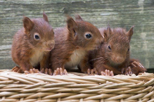 Eurasian red squirrels (Sciurus vulgaris)