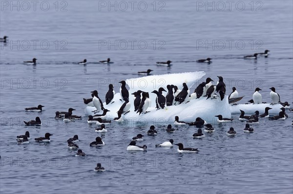 Thick-billed Murres (Uria lomvia) on an iceberg