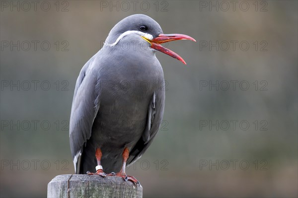 Inca tern (Larosterna Inca)