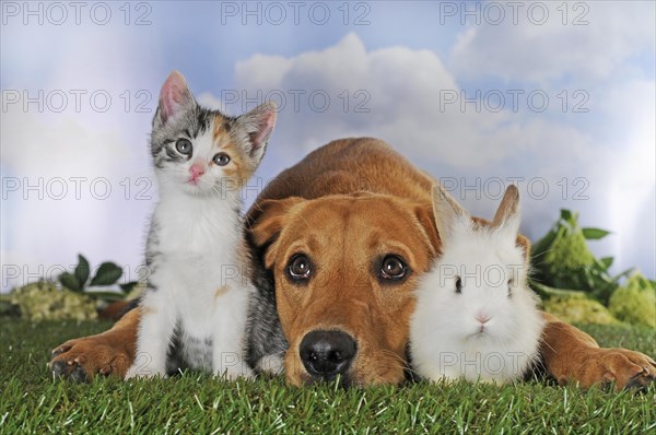 Labrador Retriever poses with kitten