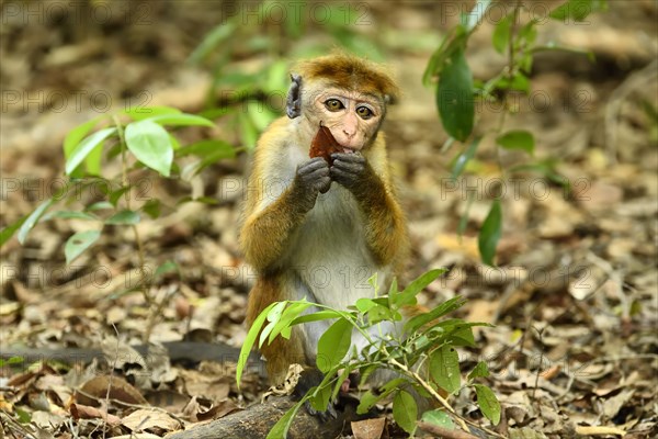 Toque macaque (Macaca sinica)