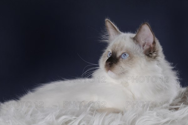 Ragdoll