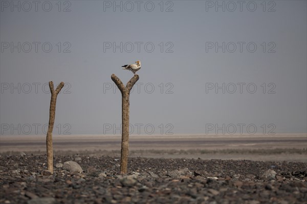 Egyptian Vulture (Neophron percnopterus) sits on dead tree trunk