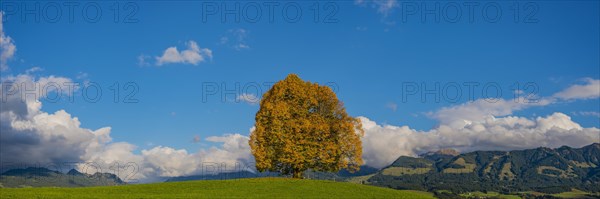 Linden tree (Tilia) with autumn colouring