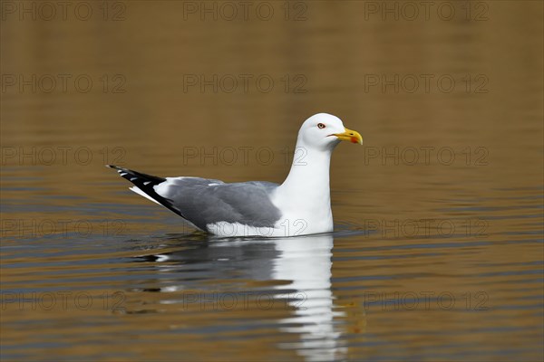 Yellow-legged gull (Larus michahellis)