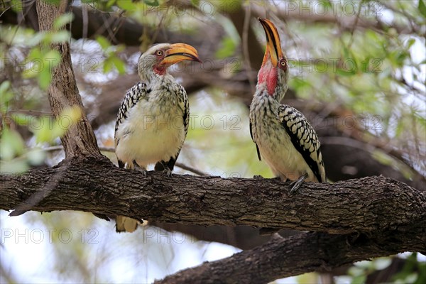 Southern Yellow-billed Hornbill (Tockus leucomelas)