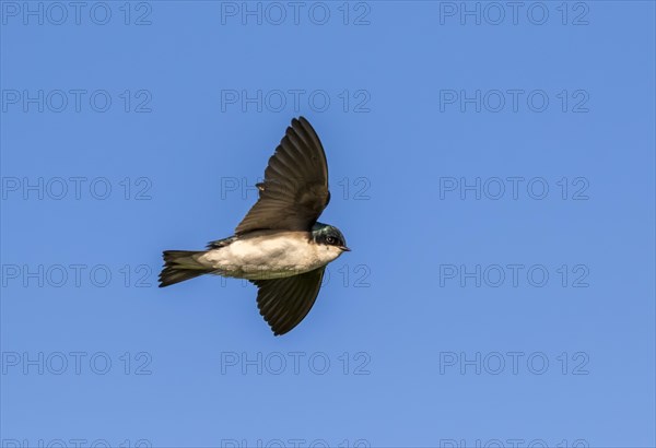 Tree swallow (Tachycineta bicolor) flying in blue sky