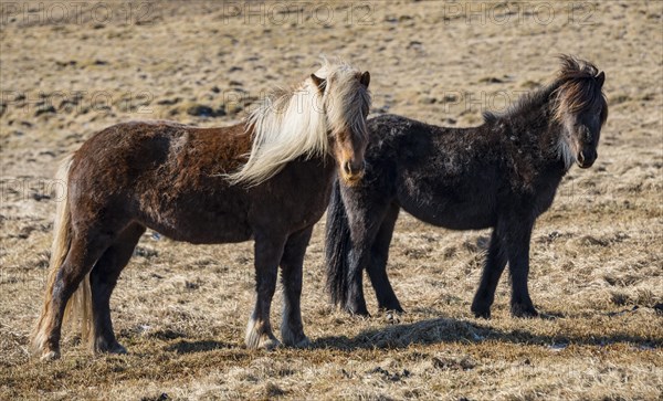 Icelandic horses (Equus przewalskii f. caballus)