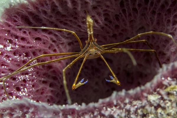 Yellowline arrow crab (Stenorhynchus seticornis) with iridescent blue claws