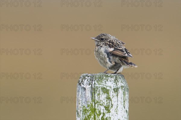 European stonechat (Saxicola rubicola)