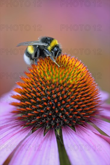 Large earth bumblebee (Bombus terrestris) on a blossom of Purple Cone flower (Echinacea purpurea)