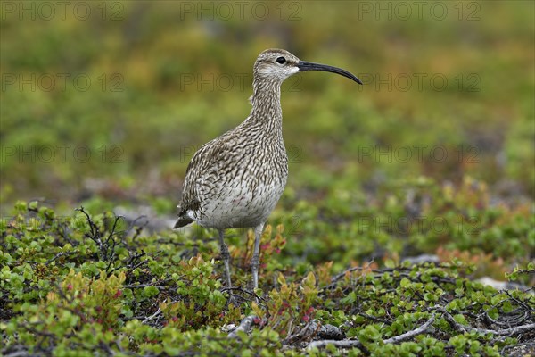 Whimbrel (Numenius phaeopus)