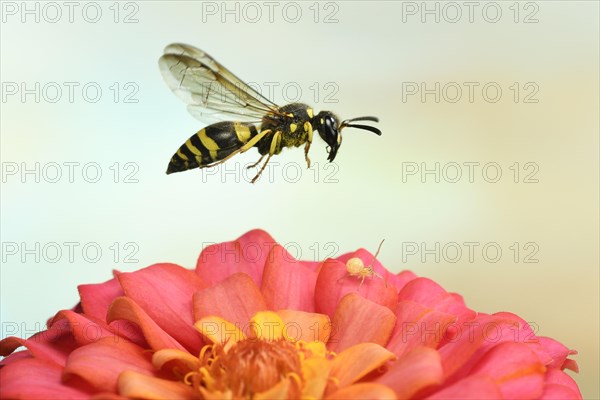 Clay wasp (Ancistrocerus nigricornis) in flight