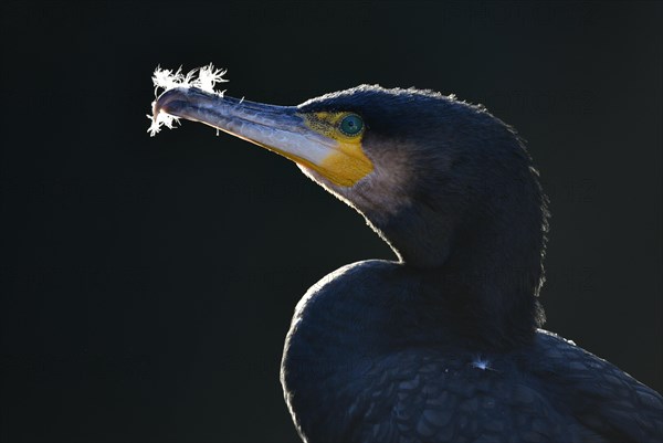 Great cormorant (Phalacrocorax carbo)