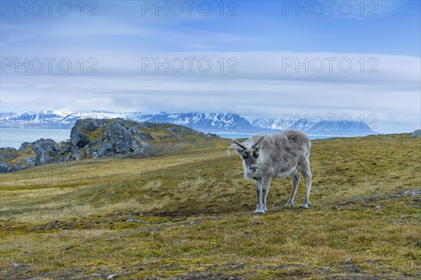 Svalbard Reindeer (Rangifer tarandus platyrhynchus) in the tundra