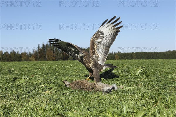 Steppe buzzard (Buteo buteo) on dead mown European hare (Lepus europaeus) Allgau