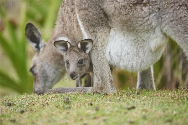 Eastern Gray Kangaroo (Macropus giganteus)