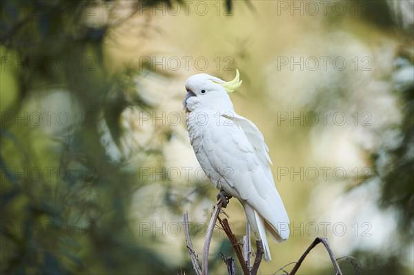 Sulphur-crested cockatoo (Cacatua galerita)