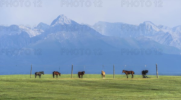 Flock of horses leashed on a pasture