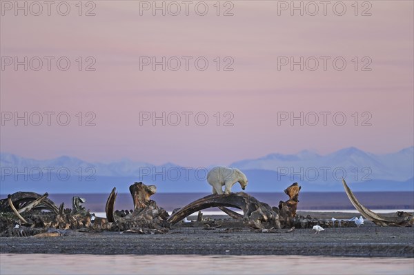 Polar bear (Ursus maritimus) stands on skeleton of whale on gravel island