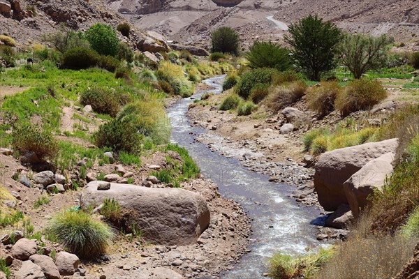 Green vegetation on the banks of the Rio Grande