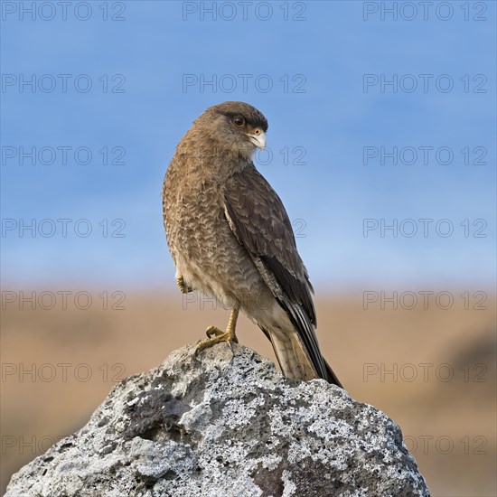 Chimango caracara (Phalcoboenus chimango) sits on rock