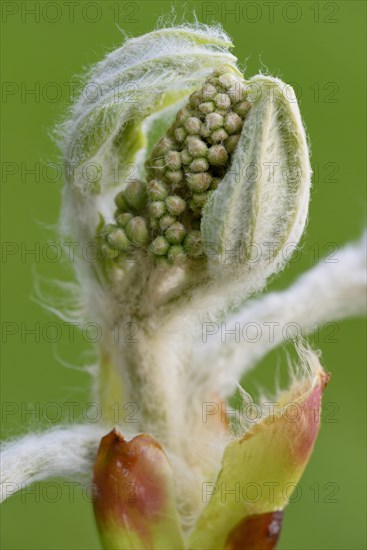 Horse chestnut (Aesculus hippocastanum)