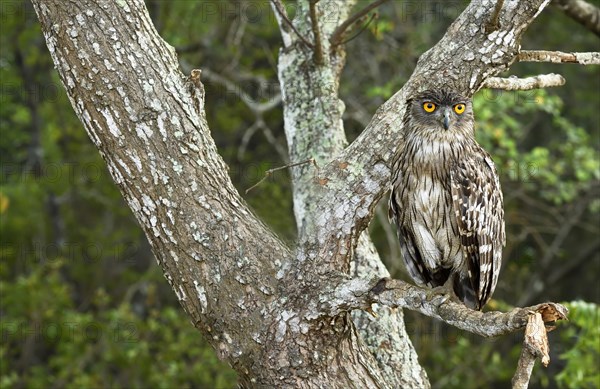 Brown Fish Owl (Bubo zeylonensis)