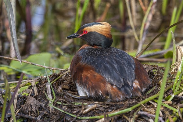 Horned Grebe (Podiceps auritus)