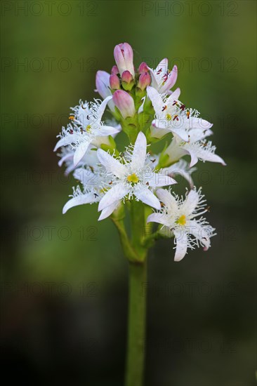 Bog bean (Menyanthes trifoliata)