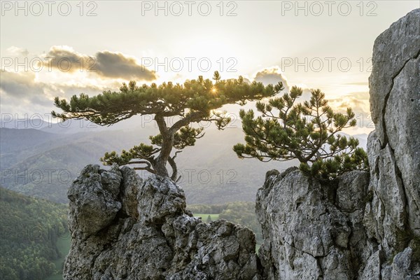 European black pine on rocks in the evening backlight