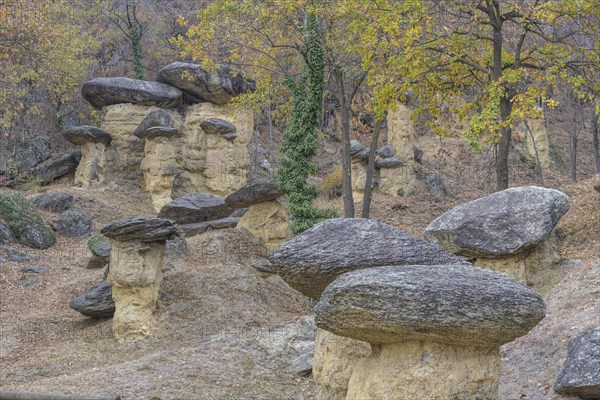 Stone Mushrooms