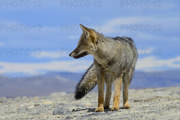 South American gray fox (Lycalopex griseus)