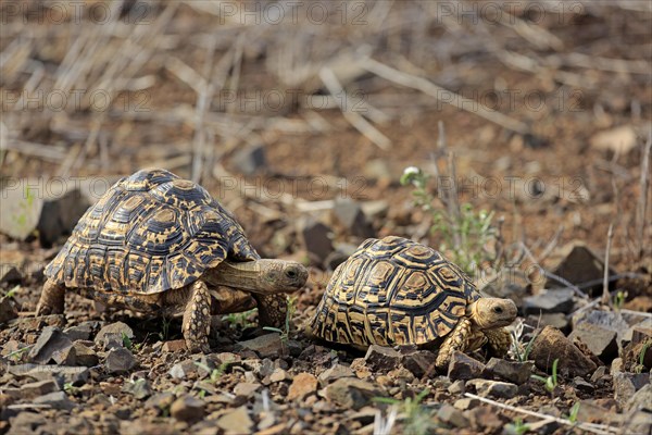 Leopard tortoises (Testudo pardalis)