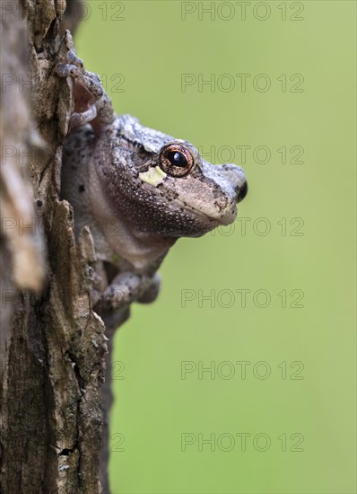 Gray treefrog (Hyla versicolor)