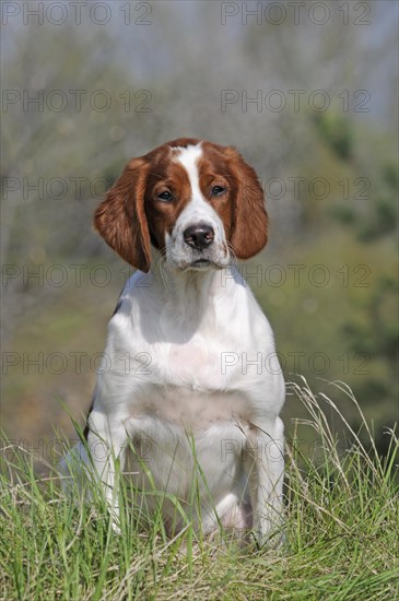 Irish Red and White Setter